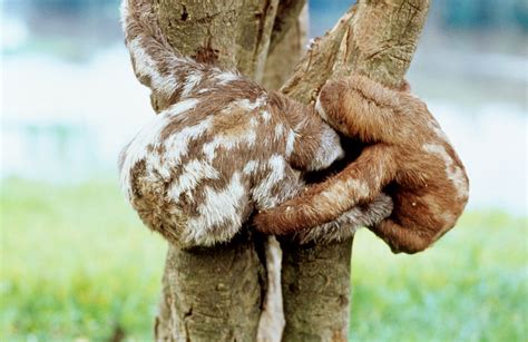 19 Amazingly Cute Pictures Of Animals Hugging | HuffPost UK News