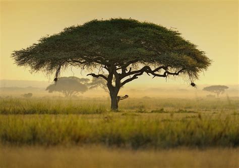Umbrella Acacia Tree, Kenya, East Africa | Paysage d'afrique, Image d arbre, Arbre