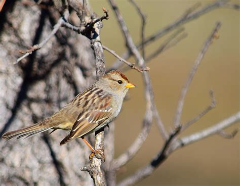 White-crowned Sparrow - Juvenile 2 Photograph by Alan C Wade | Fine Art America