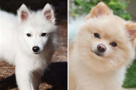 Japanese Spitz Mixes - PupVine