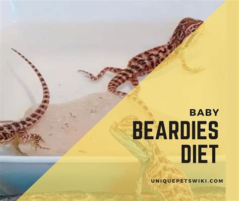 Bearded Dragon Diet: What To Feed Your Beardies? How Often They Eat By ...