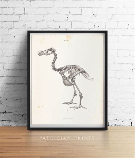 DODO Bird Skeleton Art Print Poster Scientific Chalkboard - Etsy