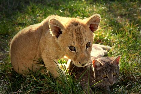 Lion cub with cat stock image. Image of carnivore, friendship - 29338491