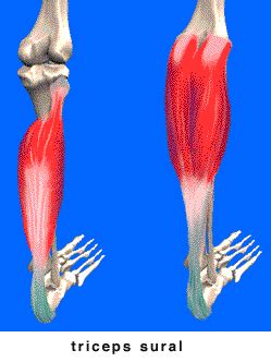 Triceps Sural Anatomie