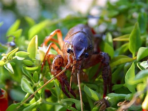 What Do Crayfish Eat? – Pets Bunch