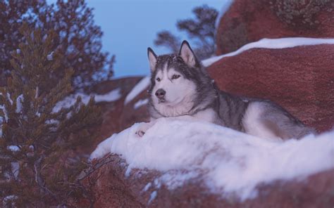 Download wallpapers Alaskan Malamute, domestic dog, USA, winter, snow, dog breeds, husky for ...