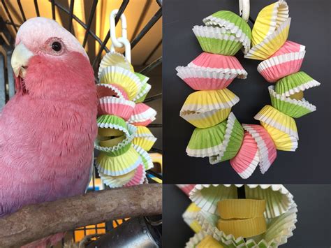 Foraging parrot toy made with cupcakes liners Diy Parrot Toys, Diy Bird Toys, Parrot Pet, Parrot ...