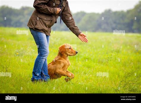 Golden Retriever at training Stock Photo - Alamy