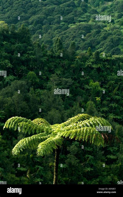 Punga tree Stock Photo - Alamy