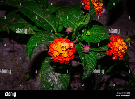 Flowers of Lantana camara Stock Photo - Alamy