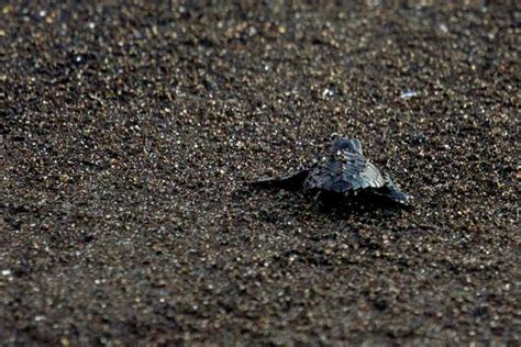 Tortugario-Monterrico - Pacific Slope, Guatemala | Anywhere