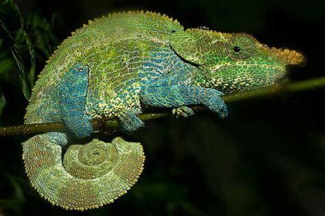 Short Horned Chameleon Gif | Sean Crane Photography Blog | Chameleon ...