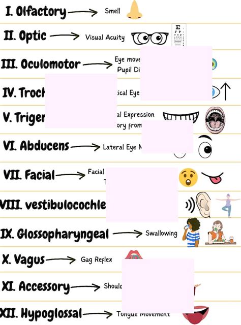 Cranial Nerves Face Mnemonic