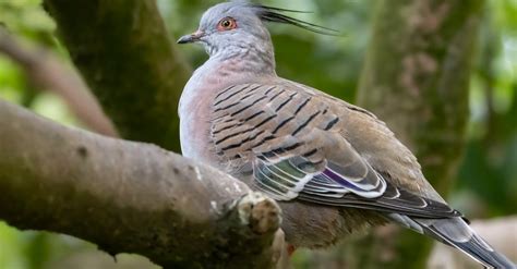 Close Up Photo of a Pigeon · Free Stock Photo