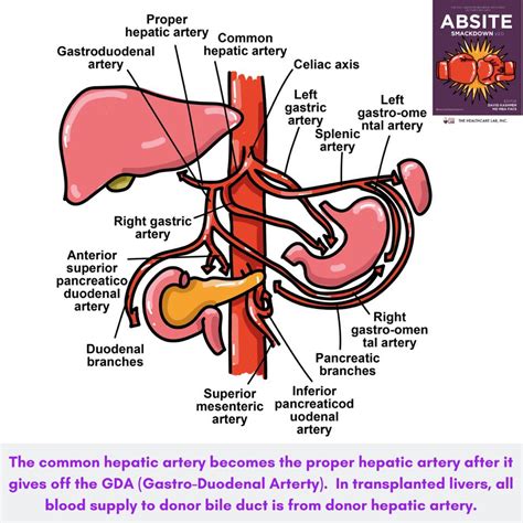 The common hepatic artery becomes the... - Absite Smackdown