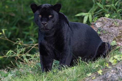 Black panther in UK: Animal 'on the loose' in Scotland as residents warned to be vigilant ...