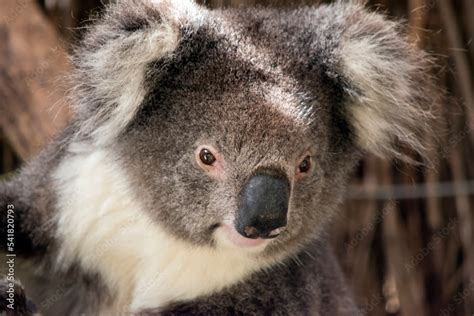 this is a close up of a koala Stock Photo | Adobe Stock