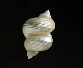 Free picture: sea, shell, black, background