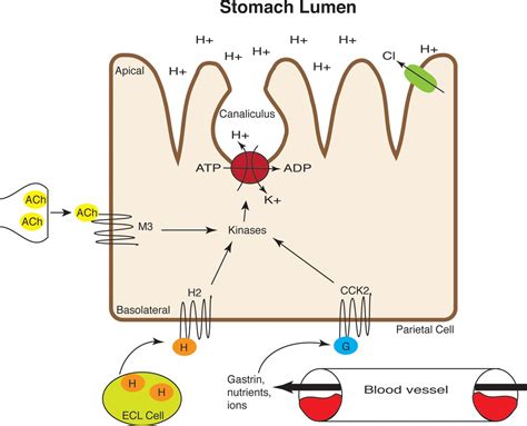 proton-pump-inhibitor-lumen - QUANTITATIVE MEDICINE