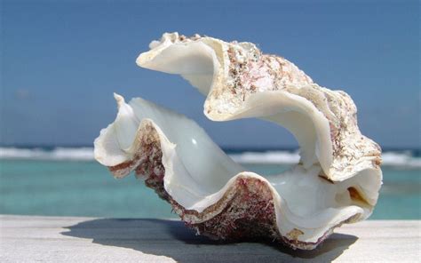 Seashell Wallpapers - Wallpaper Cave