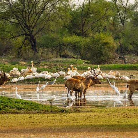 10 Must Visit Wildlife Sanctuaries in Odisha | wildlife sanctuary Odisha