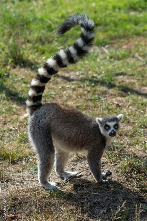 Lemur monkey from madagascar Stock Photo | Adobe Stock