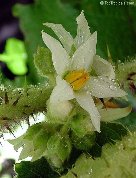 Solanum quitoense, Solanum angulatum, Naranjilla, Naranjillo, Lulo