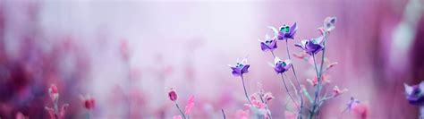 Purple Flower, spring 5120x1440 HD wallpaper | Pxfuel