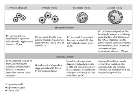 Follicular stages in folliculogenesis. | Download Scientific Diagram