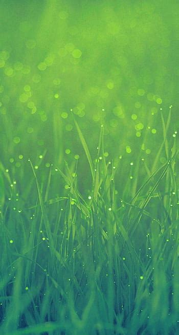 Hd Grass Wallpaper