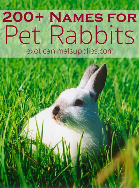 200+ Bunny Names & Ideas for Pet Rabbit Names - Exotic Animal Supplies