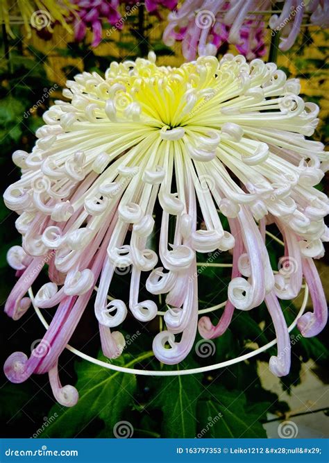 Japanese Chrysanthemum Flower Autumn Season Stock Image - Image of ...