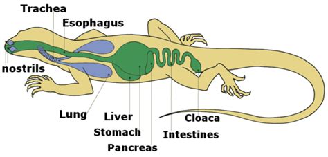 Respiratory system reptiles. Anatomy | Our Reptile Forum