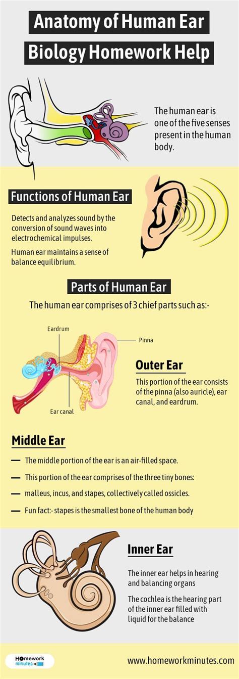 Anatomy of Human Ear | Biology Homework Help | Human ear anatomy, Human ear, Ear anatomy