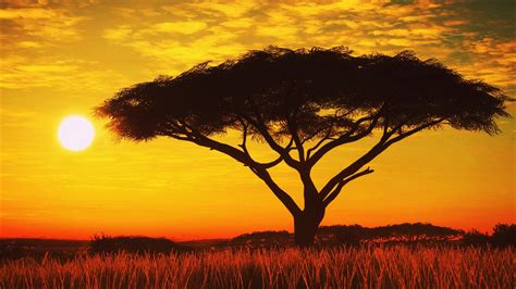 1920x1080 Serengeti Sunset 4k Laptop Full HD 1080P HD 4k Wallpapers ...