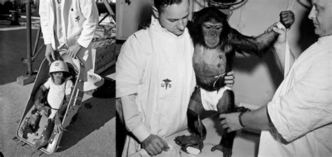 Benchmarks: January 31, 1961: Ham the chimpanzee, first hominid in space