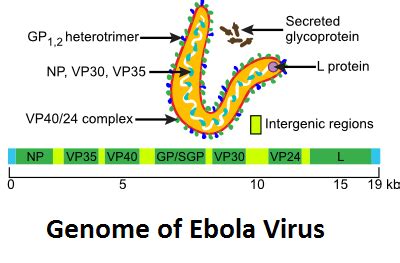 Structure of Ebola Virus