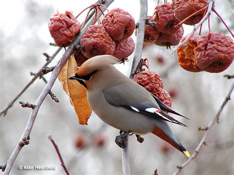 Bohemian Waxwing - ID, Facts, Diet, Habit & More | Birdzilla