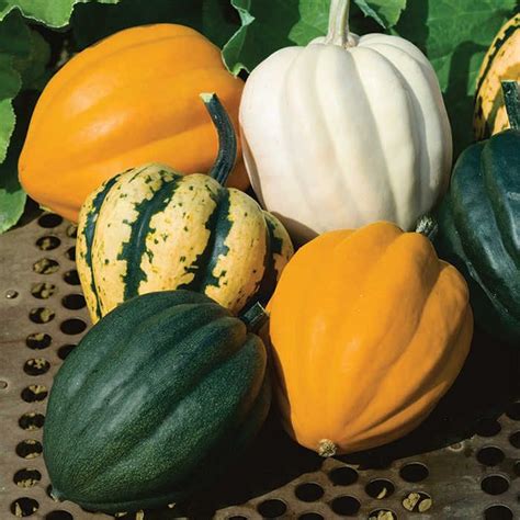 pumpkins and gourds are sitting on the ground in front of green leaves