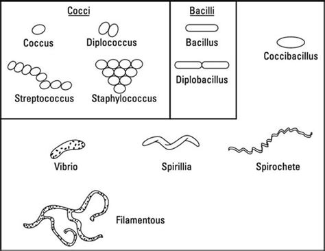 The Shapes of Cells - dummies