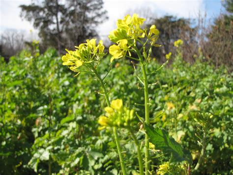 Mustard Greens · George Washington's Mount Vernon