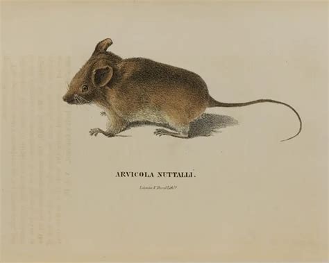 Golden mouse - Facts, Diet, Habitat & Pictures on Animalia.bio