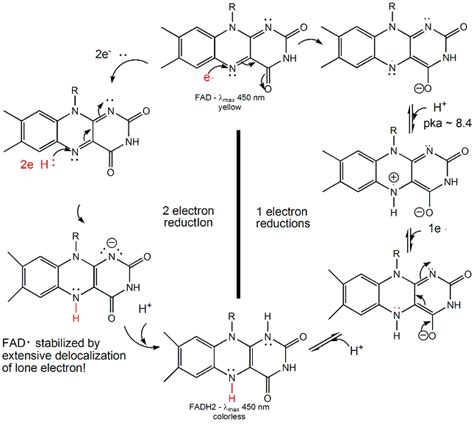 B2. The Chemistry of NAD+ and FAD - Biology LibreTexts