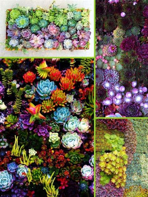 succulents (With images) | Succulents, Plants, Rooftop garden