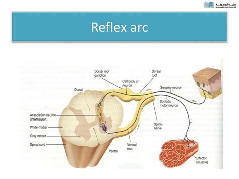 PPT - Spinal Cord Reflexes PowerPoint Presentation, free download - ID:1937123