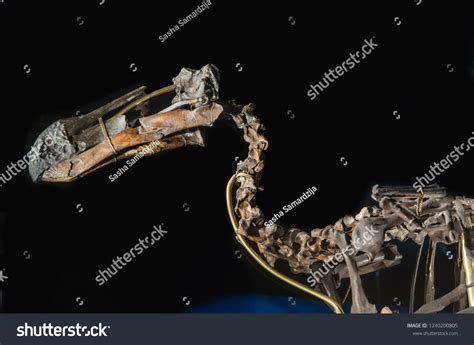 Dodo Bird Skeleton On Black Blue Stock Photo 1240200805 | Shutterstock