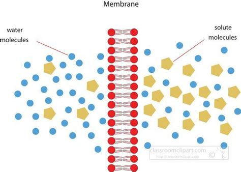 Science Clipart-illustration osmosis through cell membrane clipart