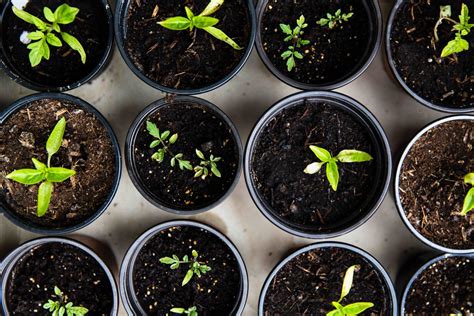 How to Start Vegetable Seeds