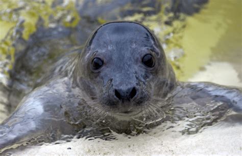 WATCH: Grey seal filmed clapping underwater to communicate | Newstalk