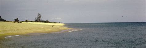 10. The Beach at Rantau Abang - Endless Forms Most Wonderful: Reflections in Natural History